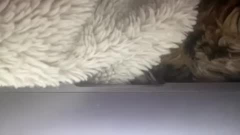 3 online show from April 10, 6:30 am